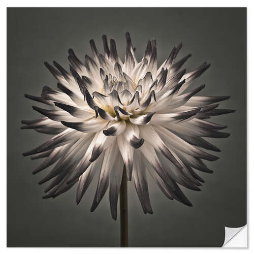 Sticker mural Une fleur de dahlia moderne