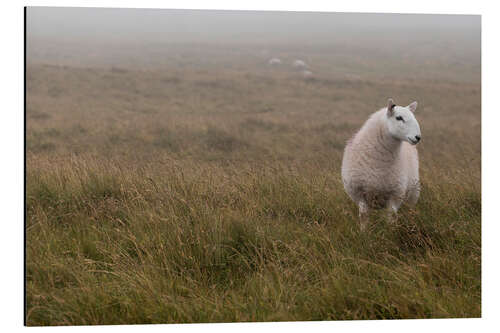 Alubild Schaf in Wales