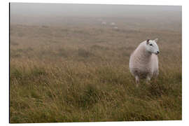 Aluminium print Sheep in Wales