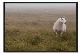 Gerahmter Kunstdruck Schaf in Wales