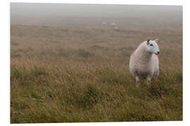 Foam board print Sheep in Wales