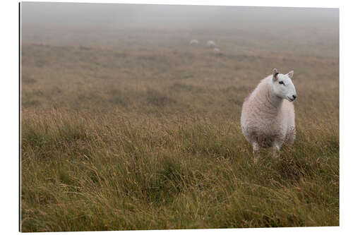 Gallery print Sheep in Wales