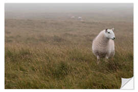 Selvklebende plakat Sheep in Wales