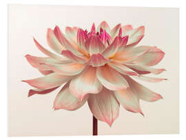 Foam board print A pink dahlia flower