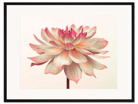 Gerahmter Kunstdruck Eine rosa Dahlienblüte