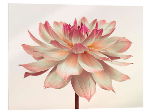 Gallery print A pink dahlia flower