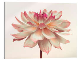 Tableau en plexi-alu Une fleur de dahlia rose