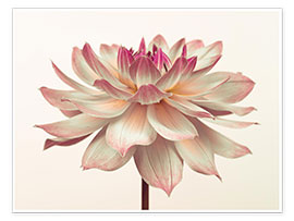 Plakat A pink dahlia flower