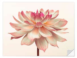 Wall sticker A pink dahlia flower