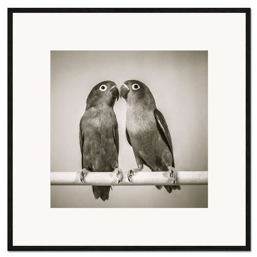 Inramat konsttryck Lovebirds