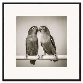 Framed art print Lovebirds