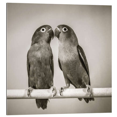 Gallery print Lovebirds