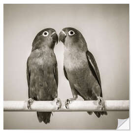 Selvklebende plakat Lovebirds