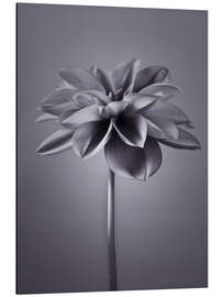 Tableau en aluminium An elegant dahlia