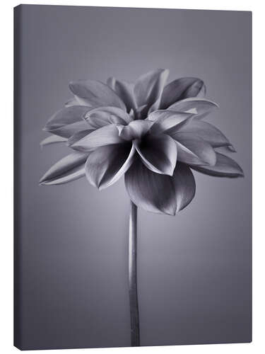 Tableau sur toile An elegant dahlia