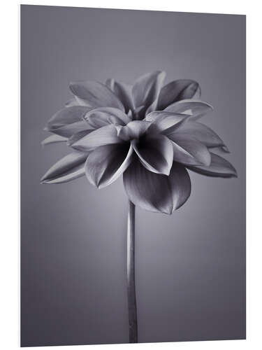 Foam board print An elegant dahlia