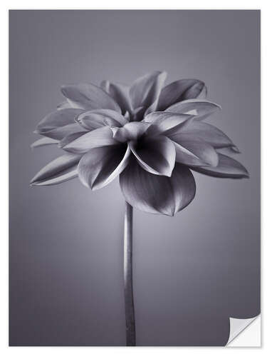 Wall sticker An elegant dahlia