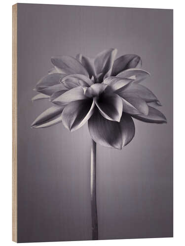 Wood print An elegant dahlia