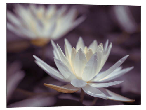 Aluminium print Water Lilies III