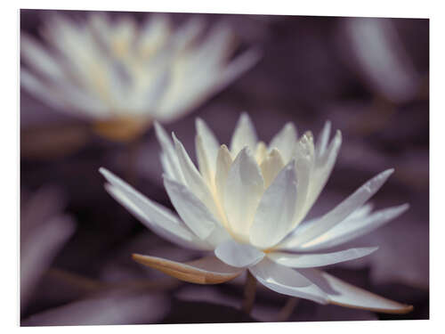 Foam board print Water Lilies III