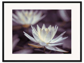 Gerahmter Kunstdruck Seerosen III