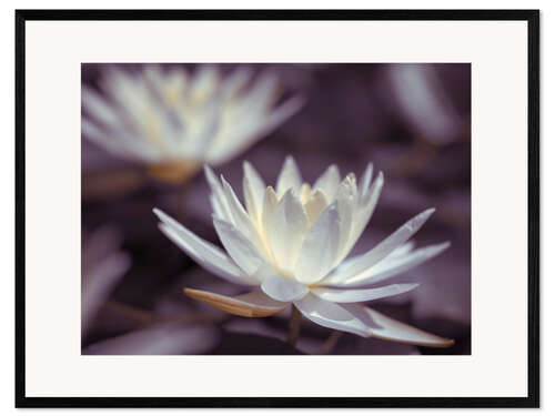 Impresión de arte enmarcada Water Lilies III