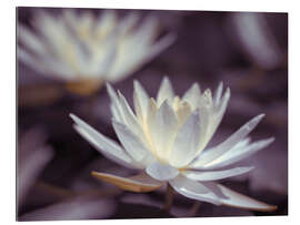 Gallery print Water Lilies III