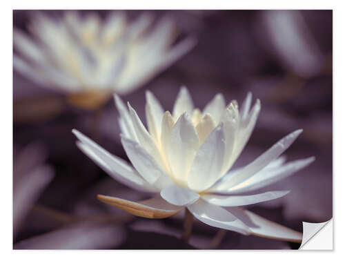 Sisustustarra Water Lilies III