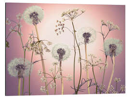 Tableau en aluminium Meadow flowers in pink light