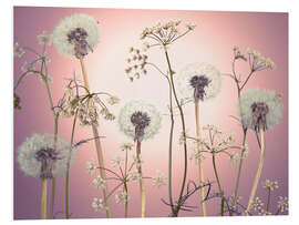 Quadro em PVC Meadow flowers in pink light