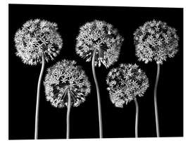 PVC print Allium II