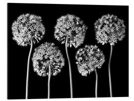 Gallery Print Allium II