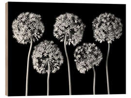 Wood print Allium II