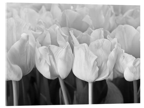 Tableau en verre acrylique White tulip sea