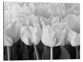 Tableau en aluminium White tulip sea