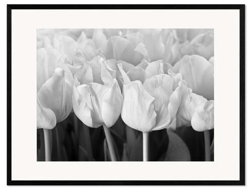 Framed art print White tulip sea