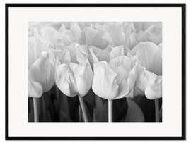 Framed art print White tulip sea