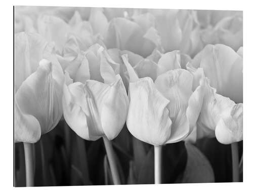 Gallery print White tulip sea