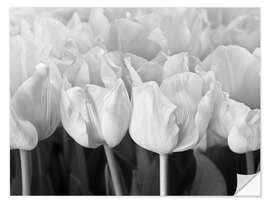 Selvklebende plakat White tulip sea