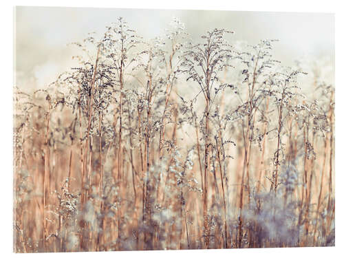 Acrylic print Reed