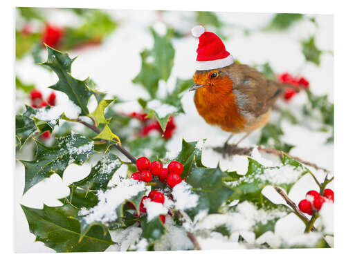 Foam board print European robin in the snow