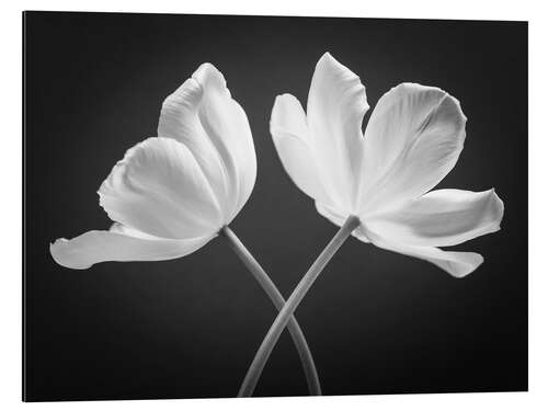 Aluminium print Two white tulips