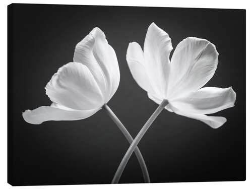 Lienzo Two white tulips