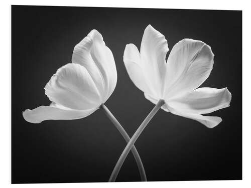 Foam board print Two white tulips