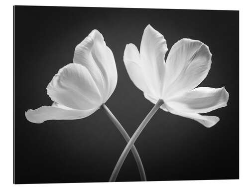 Gallery print Two white tulips