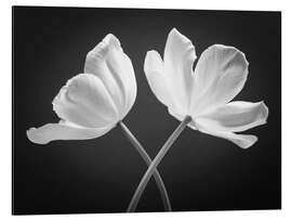 Magnettafel Zwei weiße Tulpen