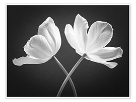 Veggbilde  Two white tulips - Assaf Frank