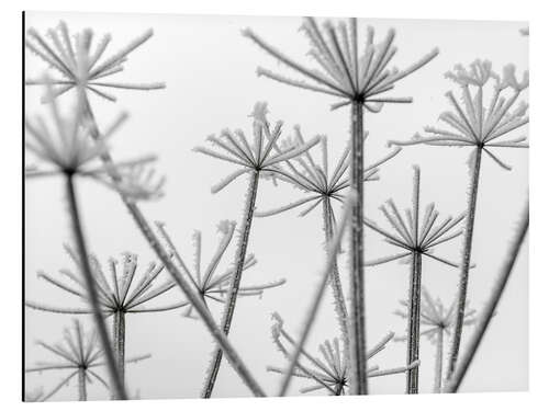 Aluminiumsbilde Frozen flowers in the mist