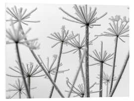 Foam board print Frozen flowers in the mist