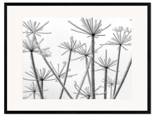 Ingelijste kunstdruk Frozen flowers in the mist